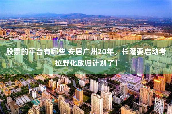 股票的平台有哪些 安居广州20年，长隆要启动考拉野化放归计划了！
