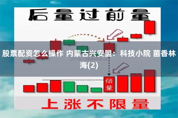 股票配资怎么操作 内蒙古兴安盟：科技小院 菌香林海(2)