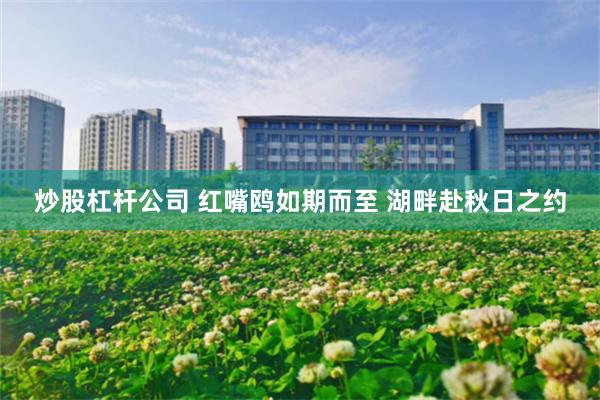 炒股杠杆公司 红嘴鸥如期而至 湖畔赴秋日之约